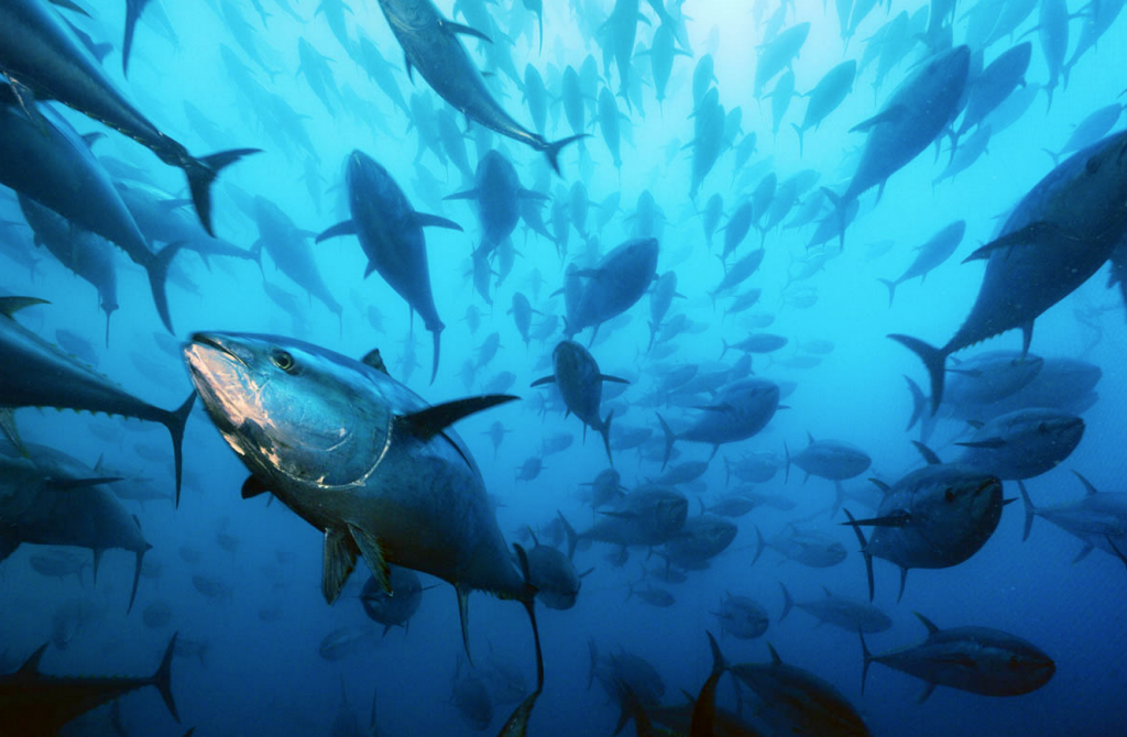 Photo: Brian Skerry 照片:布莱恩礁