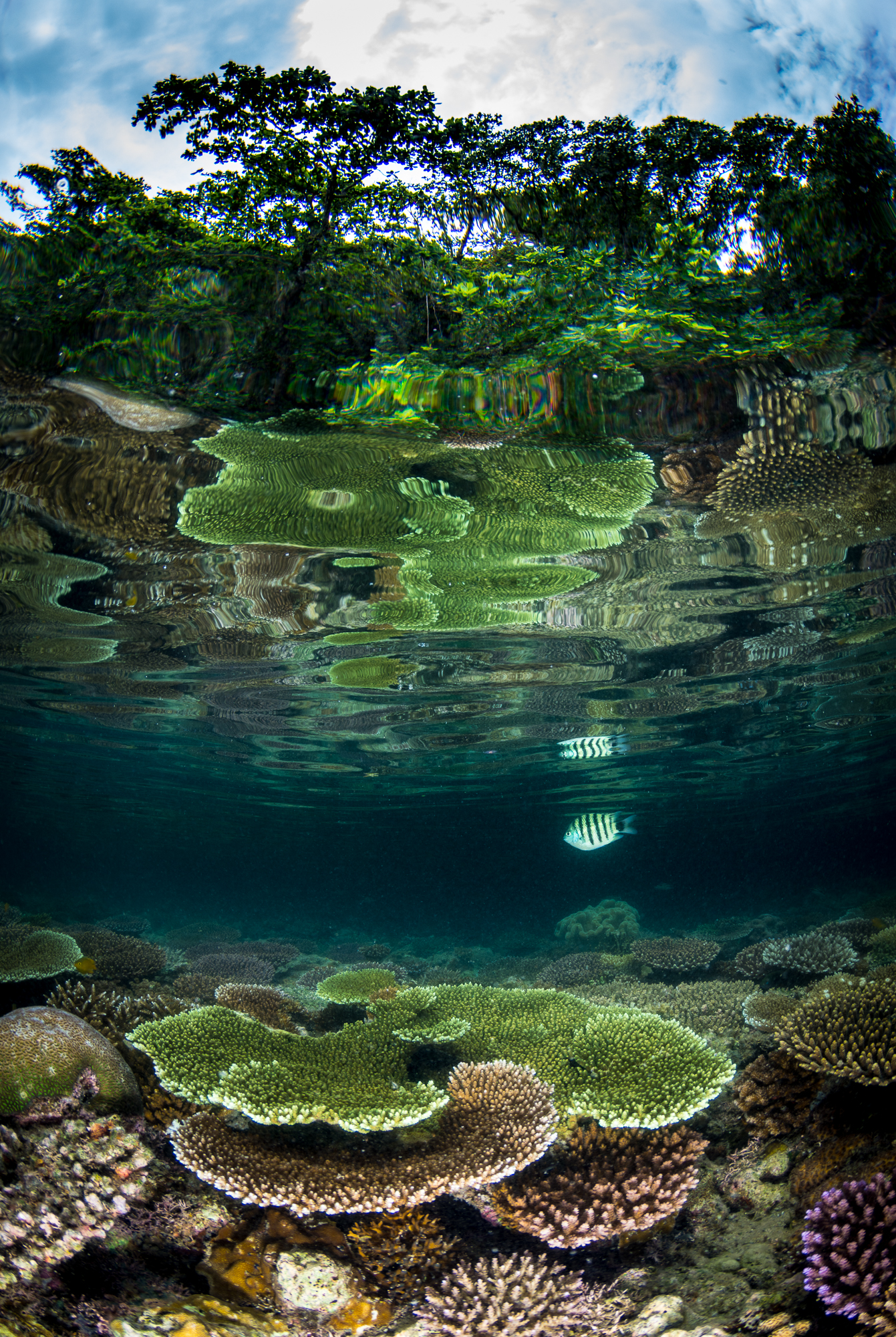 Photo: Matt Curnock/Coral Reef Image Bank 图片:Matt Curnock/珊瑚礁图像库