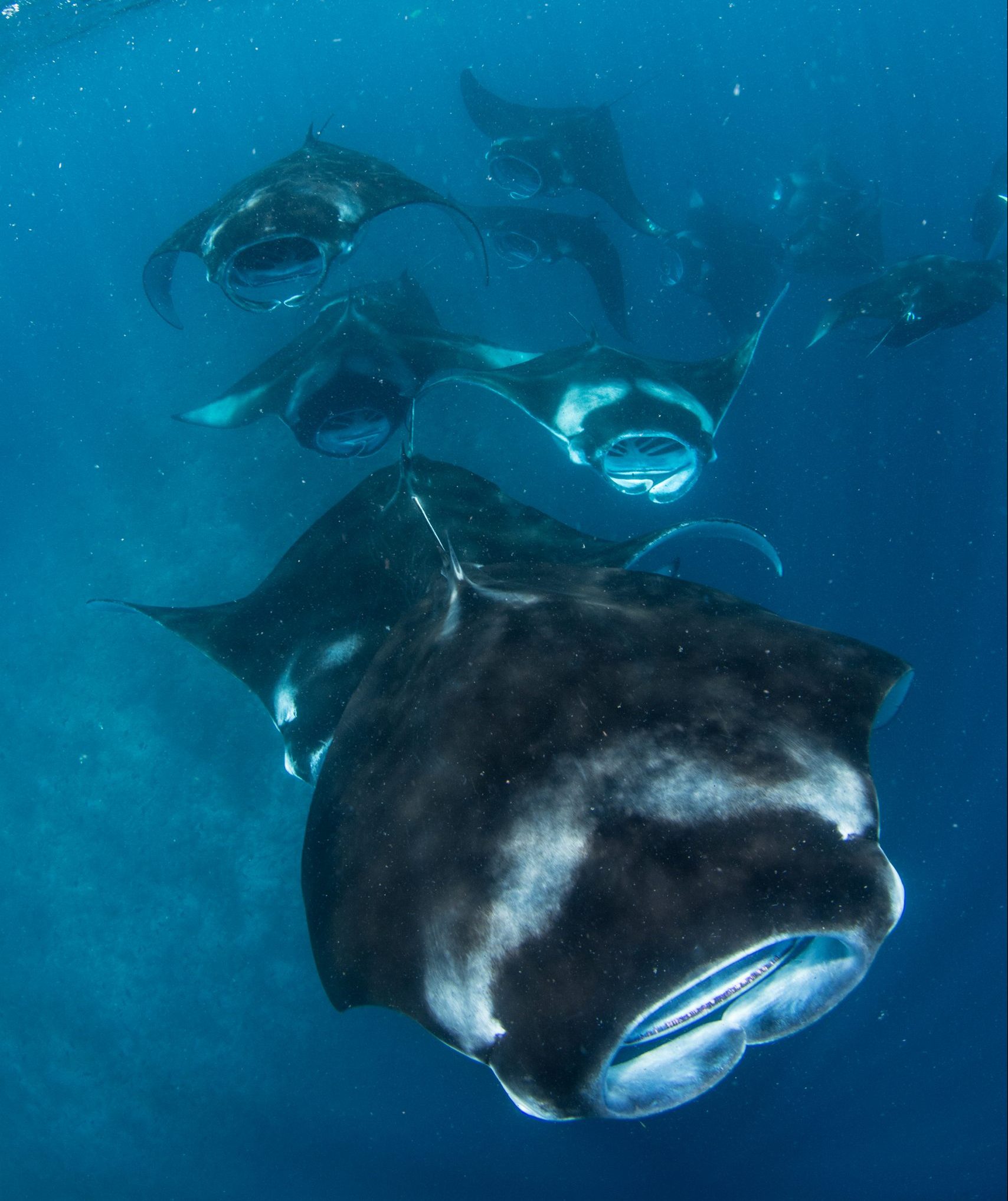 Photo: Simon Hilbourne/Coral Reef Image Bank 照片:Simon Hilbourne / Coral Reef Image Bank