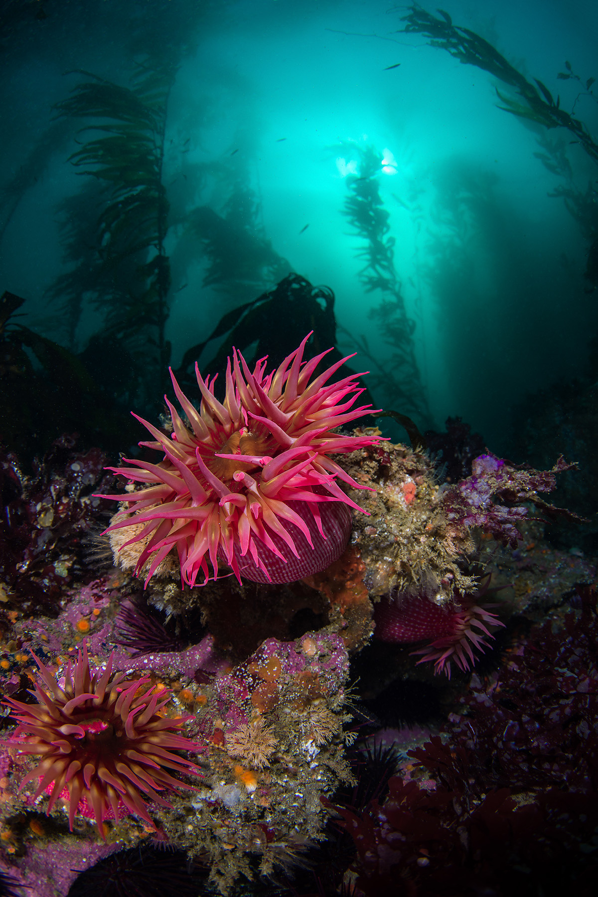 Photo: Brook Peterson/Coral Reef Image Bank 玫瑰银莲花点缀在加州圣米格尔岛周围的珊瑚礁上