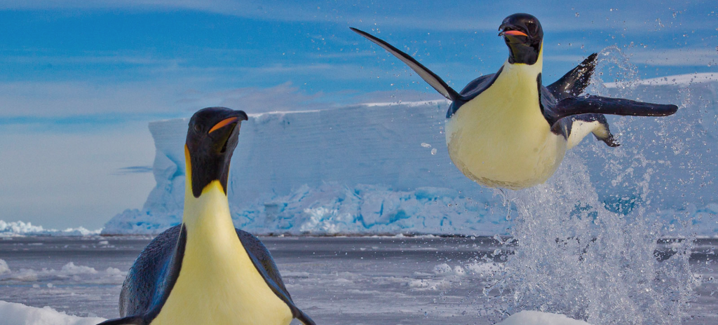 Photo: Paul Nicklen 照片:Paul Nicklen