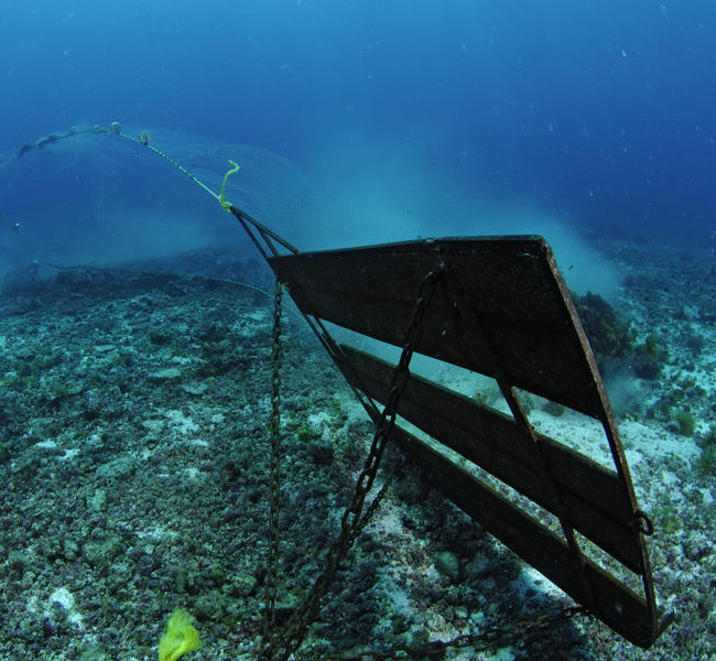 Photo: Brian Skerry 照片:Brian Skerry