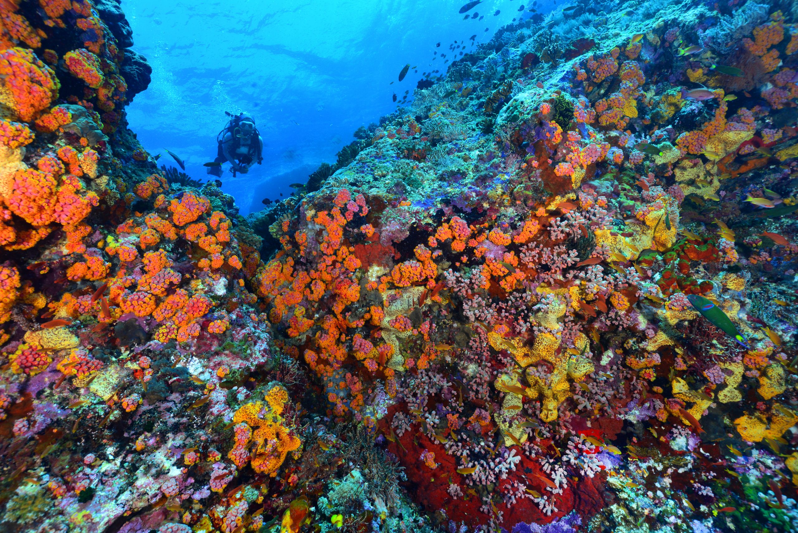 Photo: Yvette Lee 蓝色公园 - Tubbataha Reefs自然公园,菲律宾