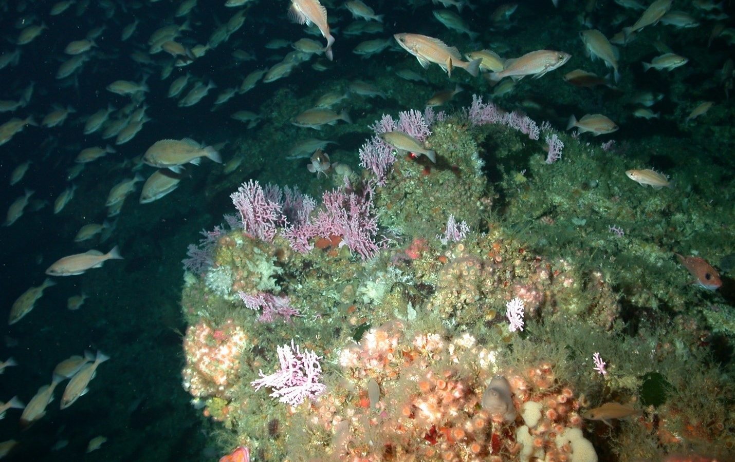 Photo: NOAA 图片:美国国家海洋和大气管理局
