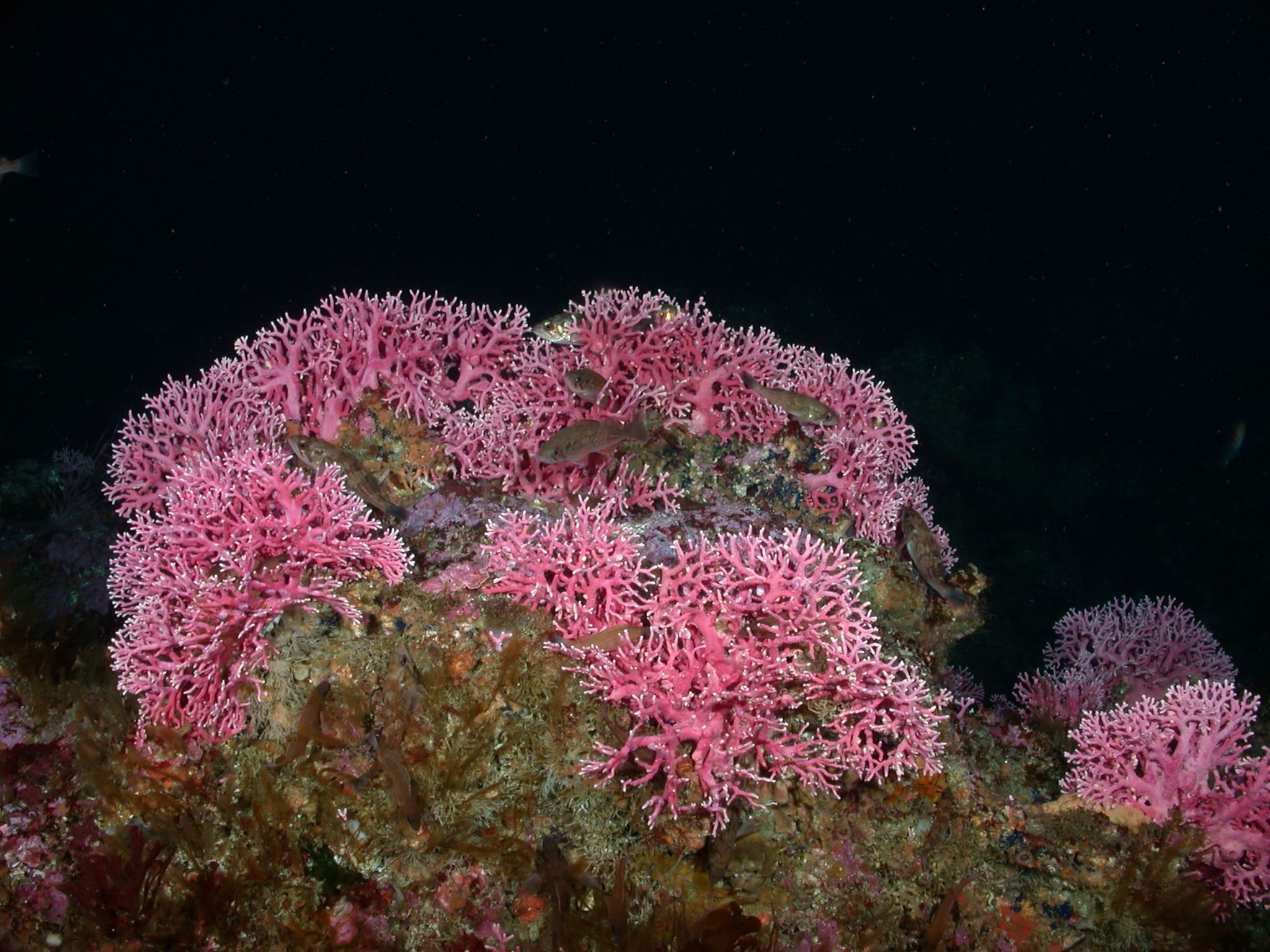 Photo: NOAA 图片:美国国家海洋和大气管理局