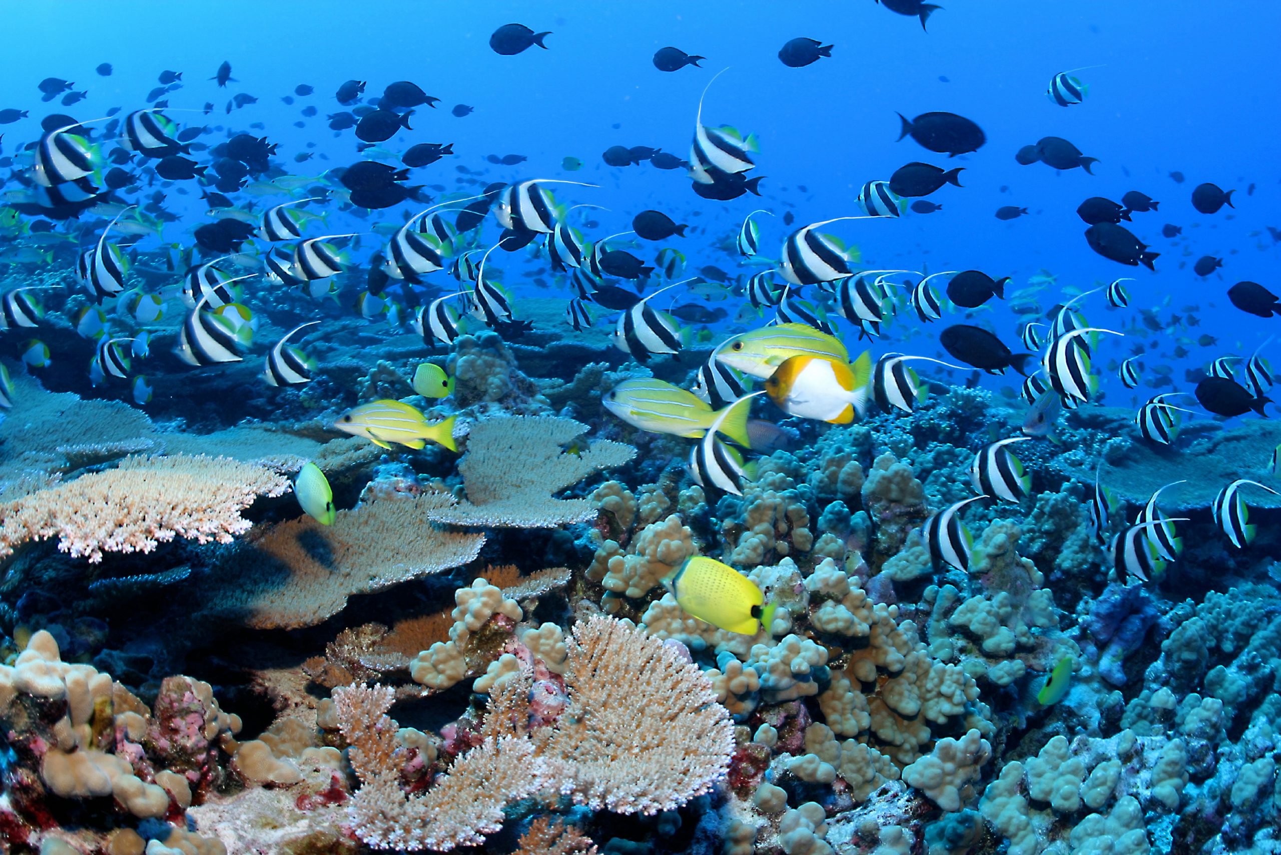Photo: NOAA 暗礁鱼和珊瑚,法国护卫舰浅滩,NWHI