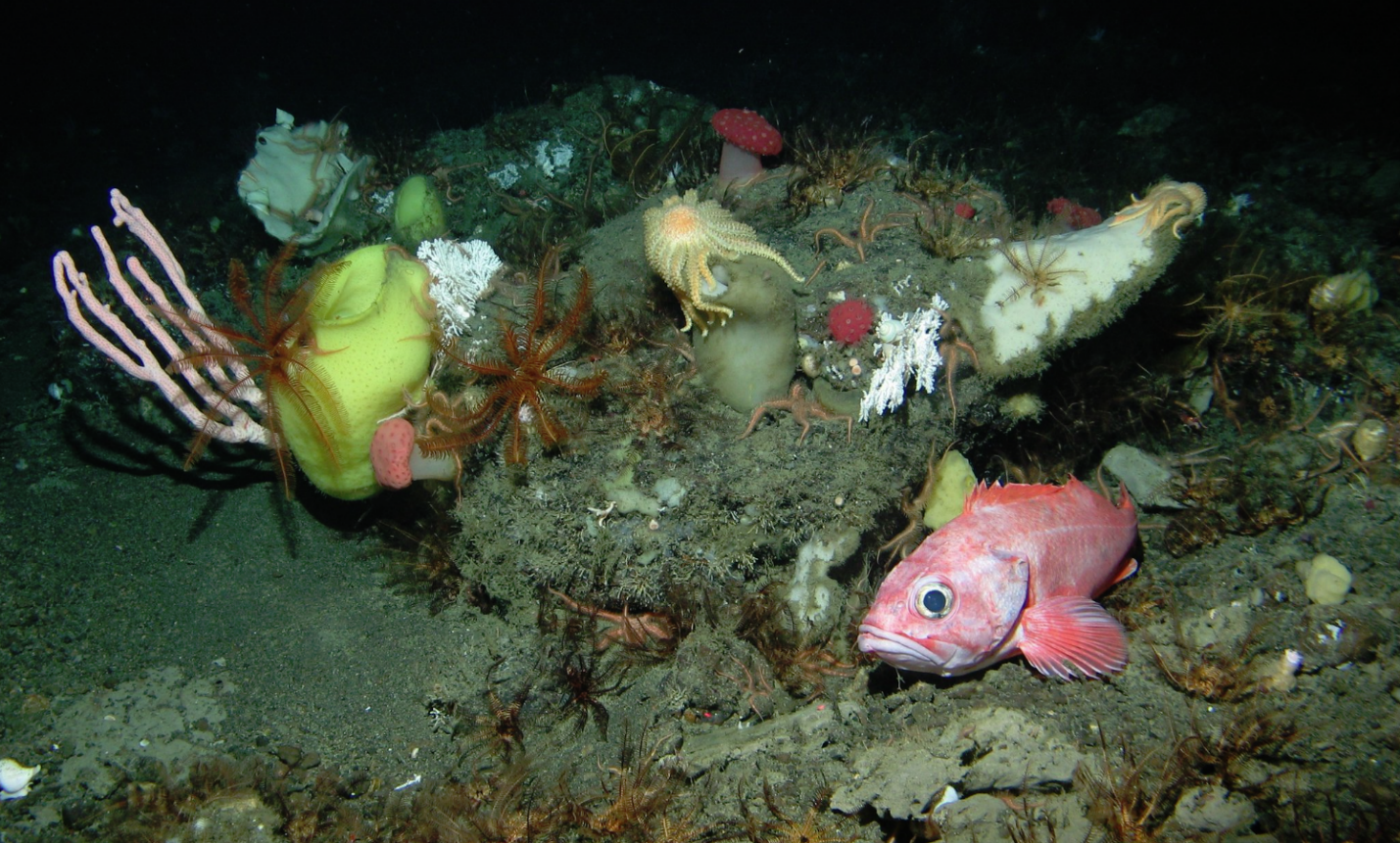 Photo: NOAA 图片:美国国家海洋和大气管理局