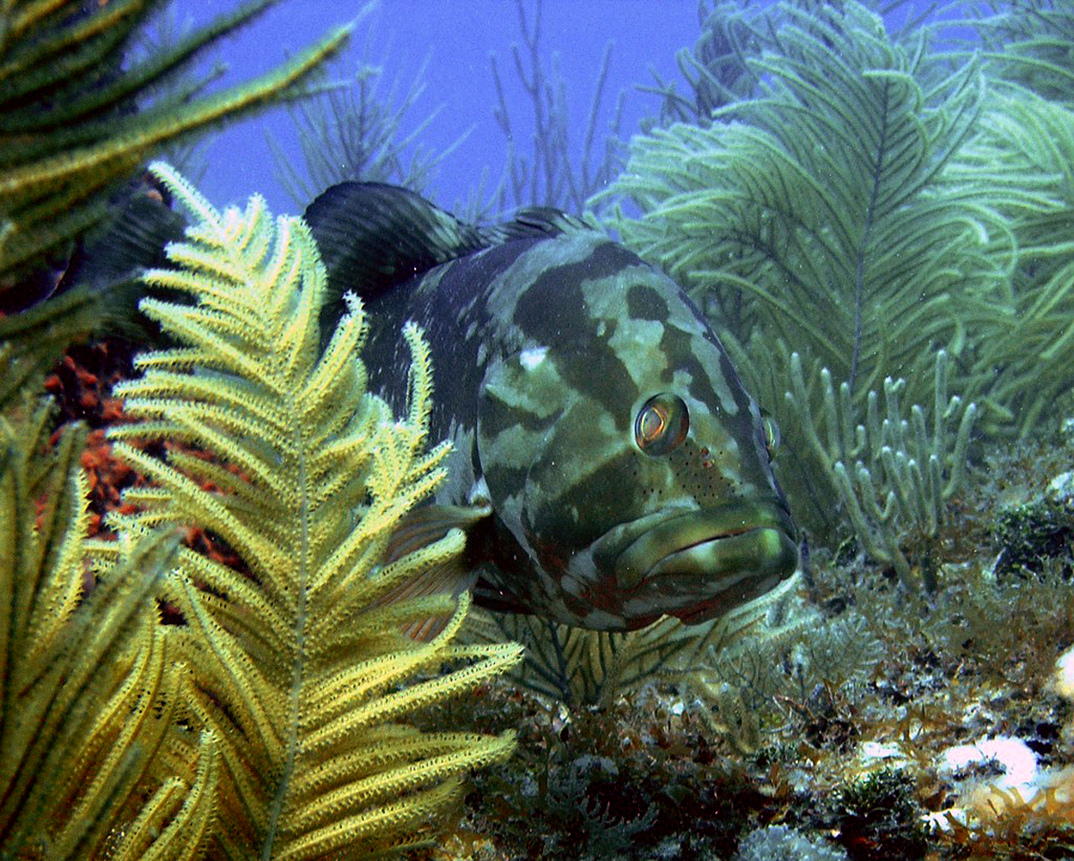 Nassau Grouper Florida Keys 拿骚Gouper佛罗里达钥匙