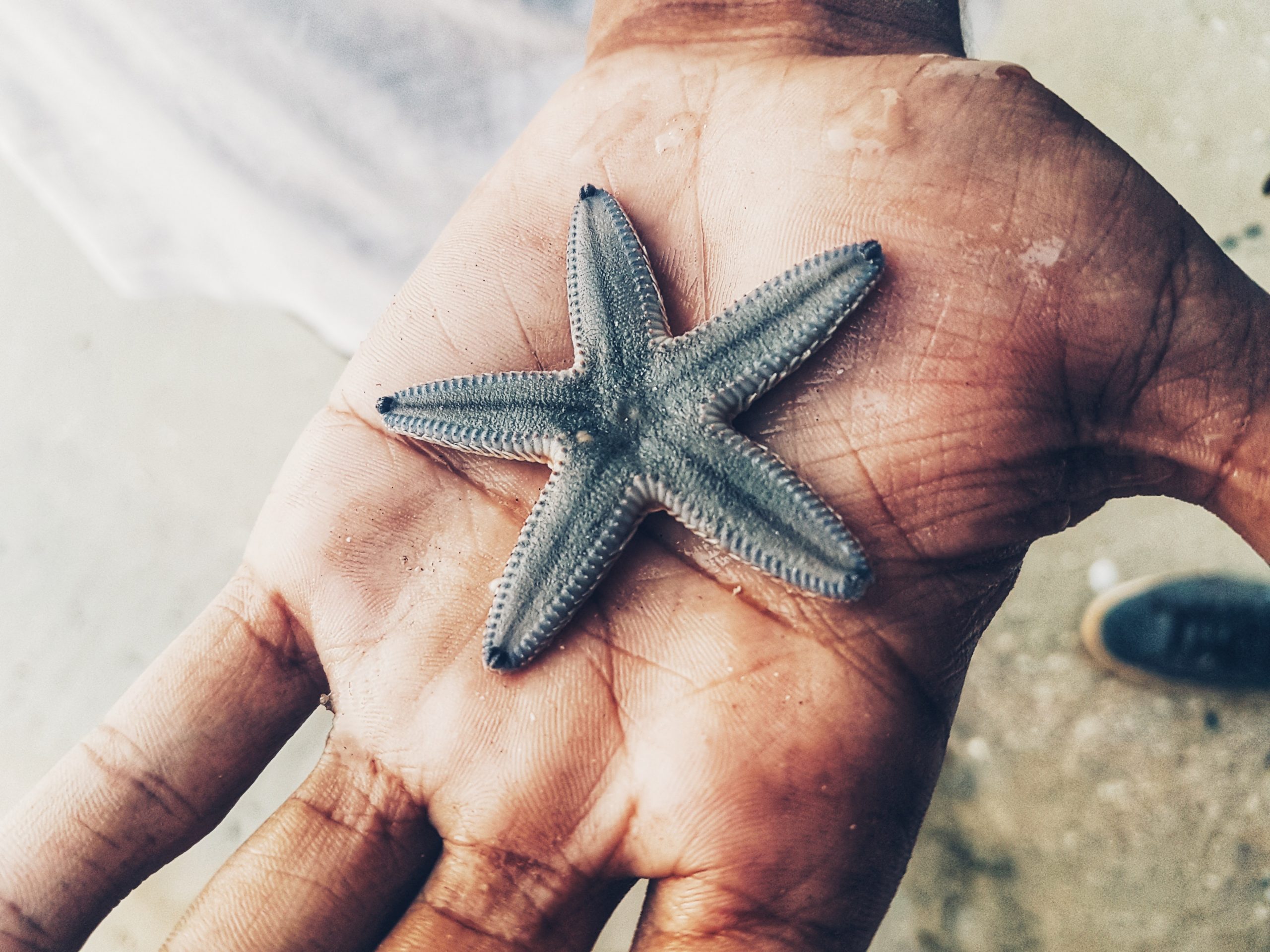 Kiran Manoj Seastar Kiran Manoj盛世达