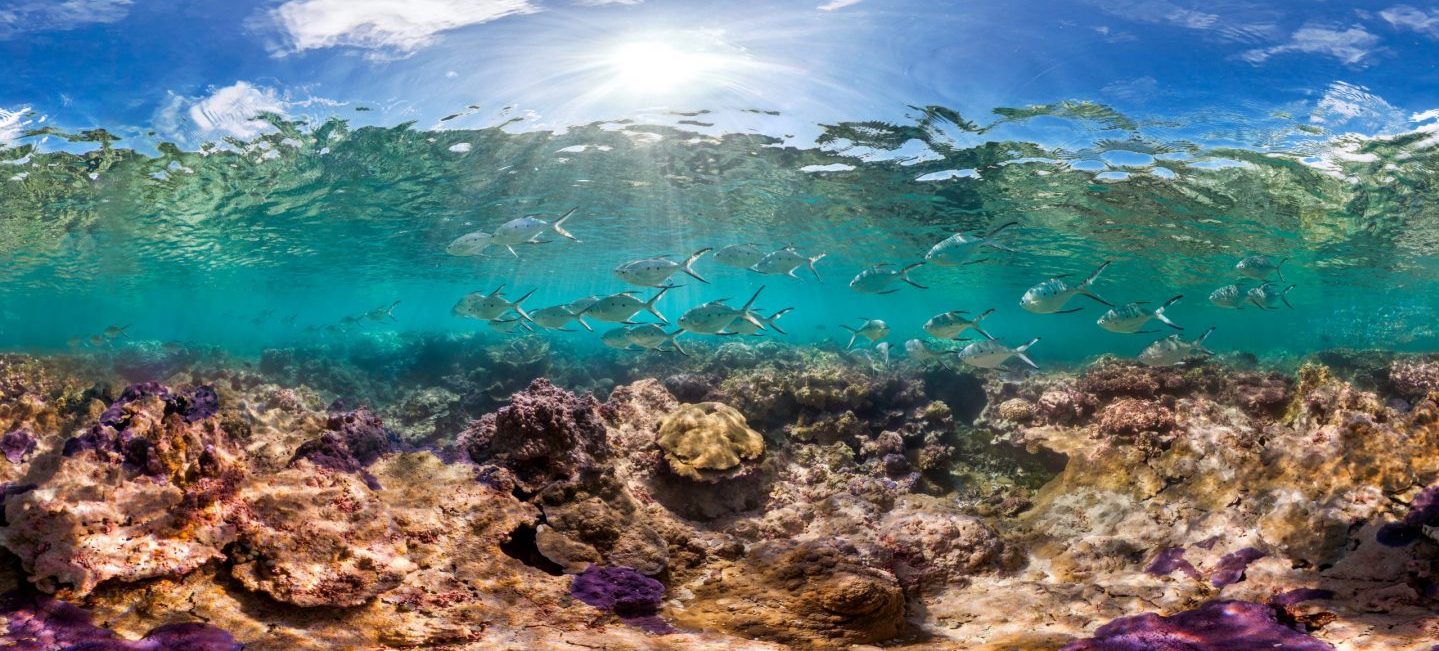 CoralReefImageBank_Palmyra_TheOceanAgency_17 图片:海洋机构| NOAA渔业