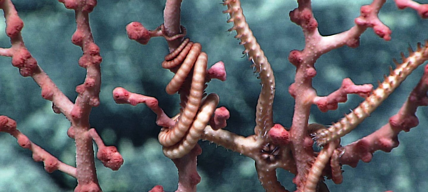 38％割引ブラック系最高の品質の 海の画廊「 珊瑚海 」 絵画 ...