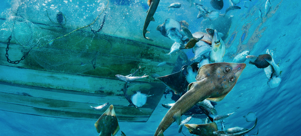照片：Brian Skerry