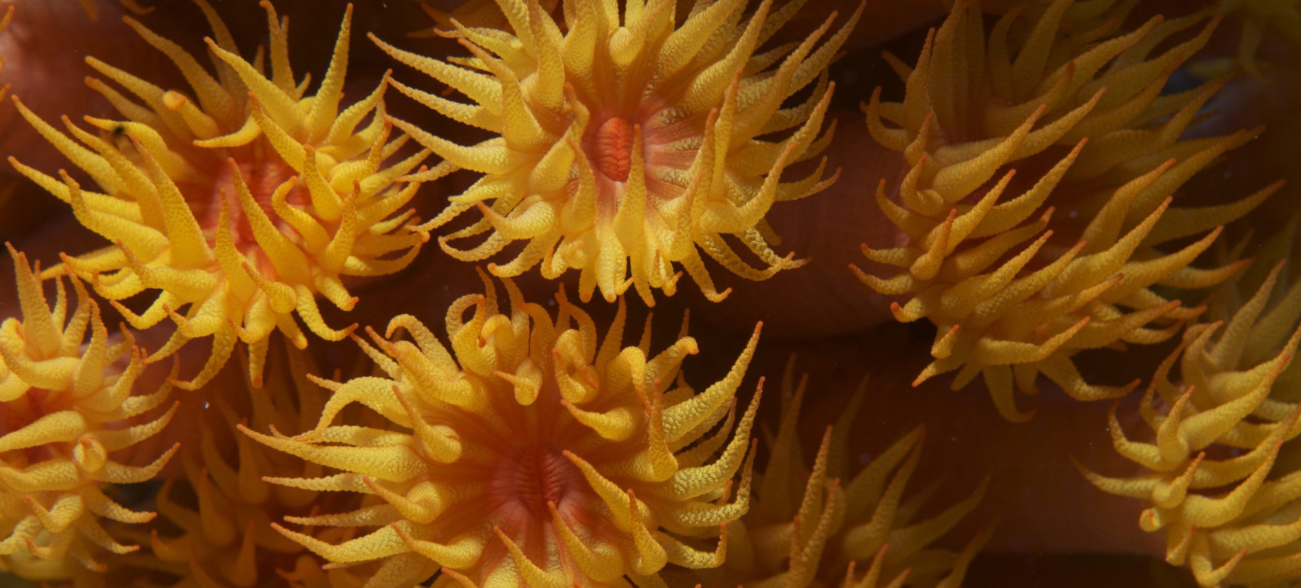 照片：Jayne Jenkins / Coral Reef Image Bank