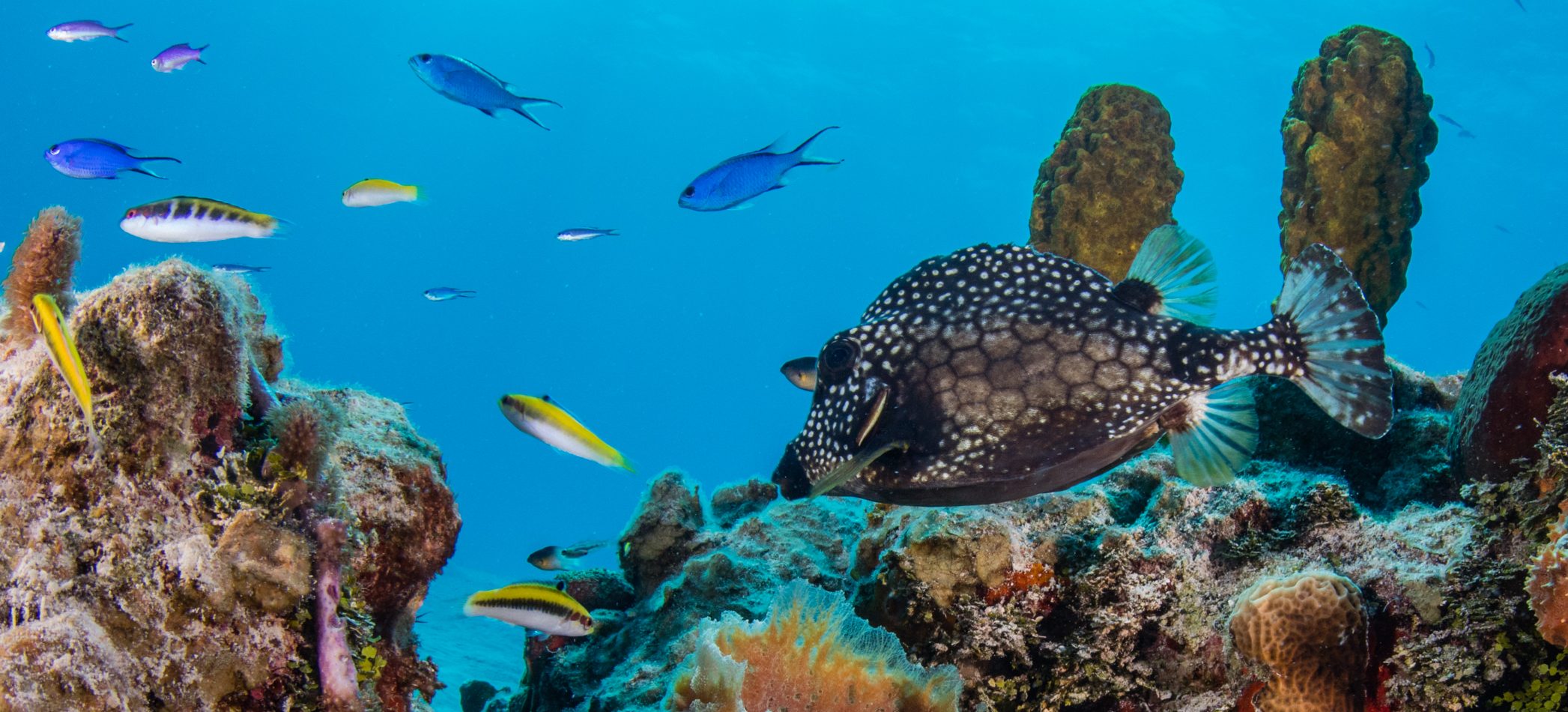 照片：Philip Hamilton / Coral Reef Image Bank