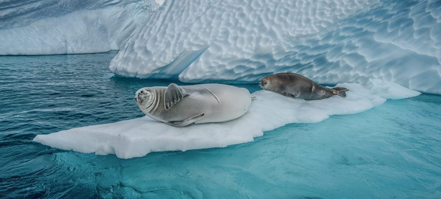 Crabeater Seals和冰山，库沃维尔
