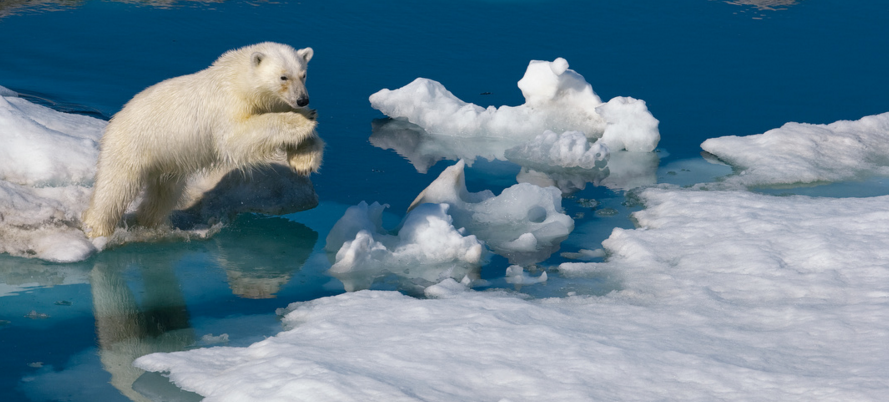 照片:Paul Nicklen